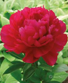 Pianta di peonia erbacea Kansas