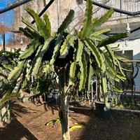 Cactus Pitaya, talee giganti