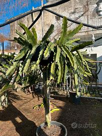 Cactus Pitaya, talee giganti