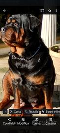 Cuccioli di rottweiler nati il 5 giugno