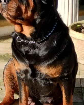 Cuccioli di rottweiler nati il 5 giugno