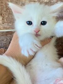 Gattina cucciola simil Norvegese