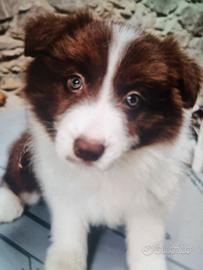 Cuccioli border collie super