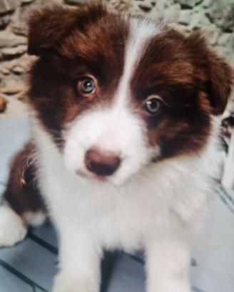 Cuccioli border collie super