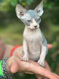 Sphynx cuccioli gatto nudo prezzo shock solo we