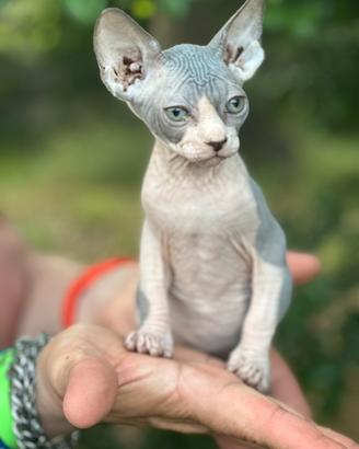 Sphynx cuccioli gatto nudo prezzo shock solo we