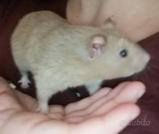 Criceto dorato