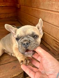 Bulldog francese