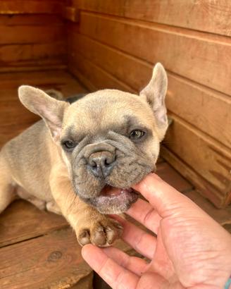 Bulldog francese