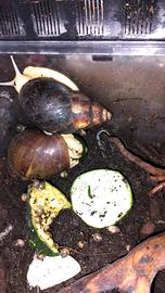 Achatina fulica baby albina