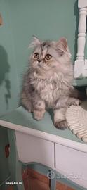 Gatto persiano Blu persian