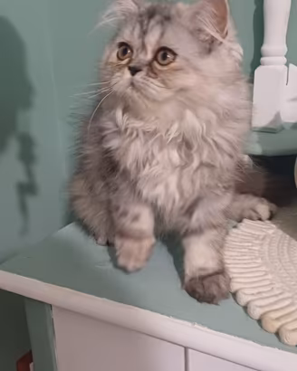 Gatto persiano Blu persian