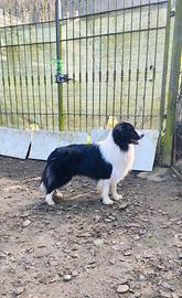 Border Collie