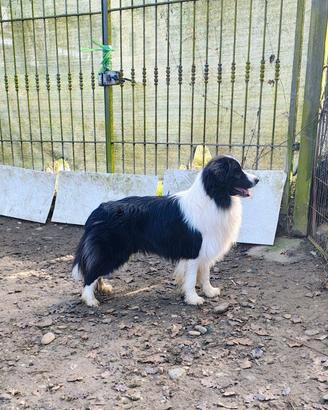 Border Collie