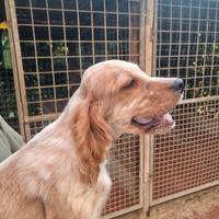 Cuccioli setter inglese