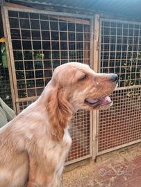 Cuccioli setter inglese
