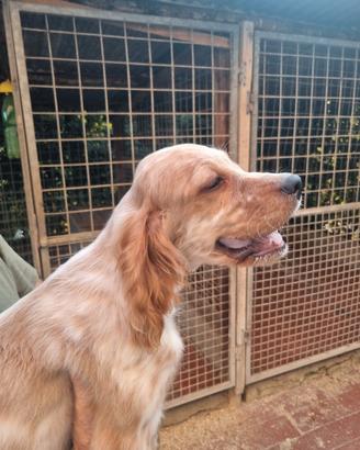 Cuccioli setter inglese