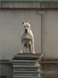 Dogo argentino per monta