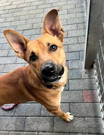 Simba cagnolino meticcio