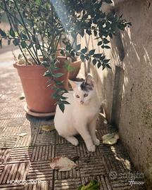 Ilenia gattina 5 mesi