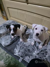 Ultimo cucciolo bianco jack russel