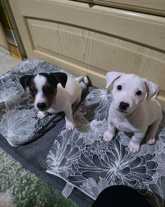 Ultimo cucciolo bianco jack russel