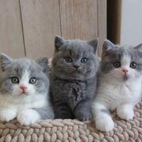 BRITISH SHORTHAIR CUCCIOLI ESOTICI da 50e al mese
