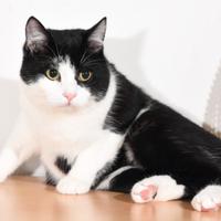 La maledizione del bianco e nero Gattino simpatico