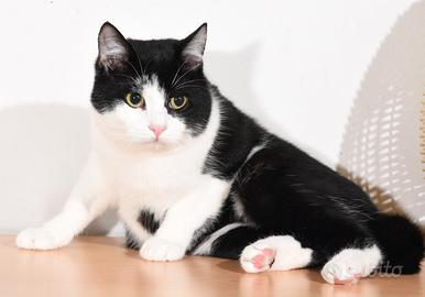 La maledizione del bianco e nero Gattino simpatico