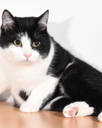 La maledizione del bianco e nero Gattino simpatico