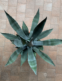 Pianta ALOE con vaso +sottovaso