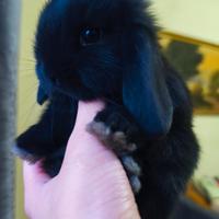 Coniglietto nano ariete mini lop