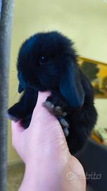 Coniglietto nano ariete mini lop