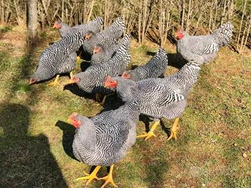 Ovaiole barred rock allevati a terra
