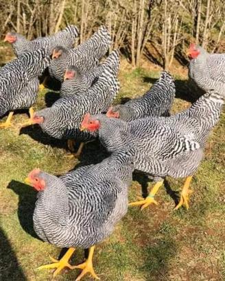 Ovaiole barred rock allevati a terra