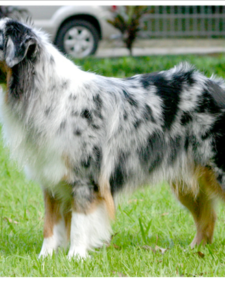 Pastore Australiano cercas.i come regal.o