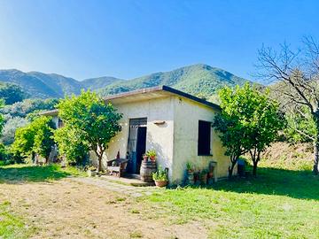 Alife, loc.San Michele- Casolare con Uliveto