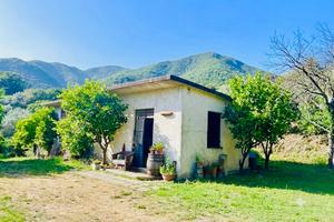 Sant'Angelo d'Alife- Casolare con Uliveto