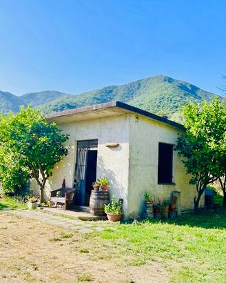 Alife, loc.San Michele- Casolare con Uliveto