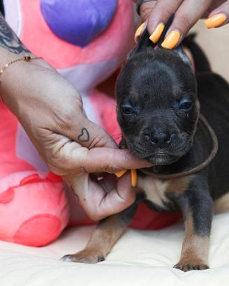 American pitbull terrier