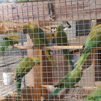 Parrocchetti dal collare