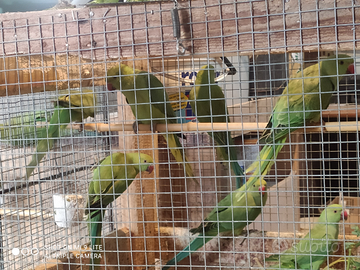 Parrocchetti dal collare