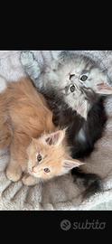 Cuccioli di Maine coon linea russa