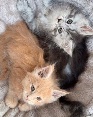 Cuccioli di Maine coon linea russa