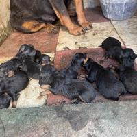 Cuccioli
