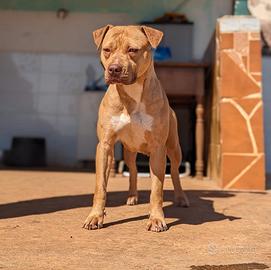 pitbull femmina 5 anni con pedigree