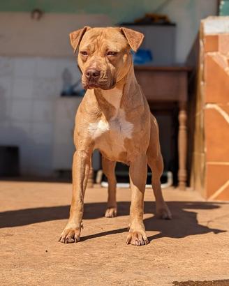 pitbull femmina 5 anni con pedigree