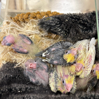 Piccoli pappagallini