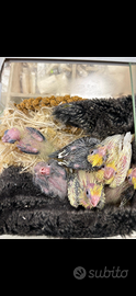 Piccoli pappagallini