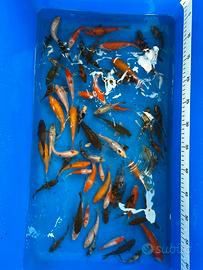 Carpe koi tosai